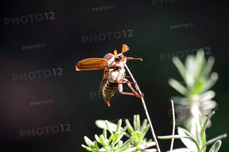 Cockchafer (Melolontha), male, close-up, insect, antennae, The cockchafer sits on a dried twig. Close-up in sunlight against a dark background