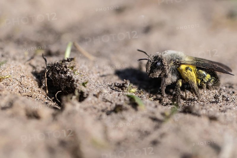 Ashy Mining Bee (Andrena cineraria), Emsland, Lower Saxony, Germany