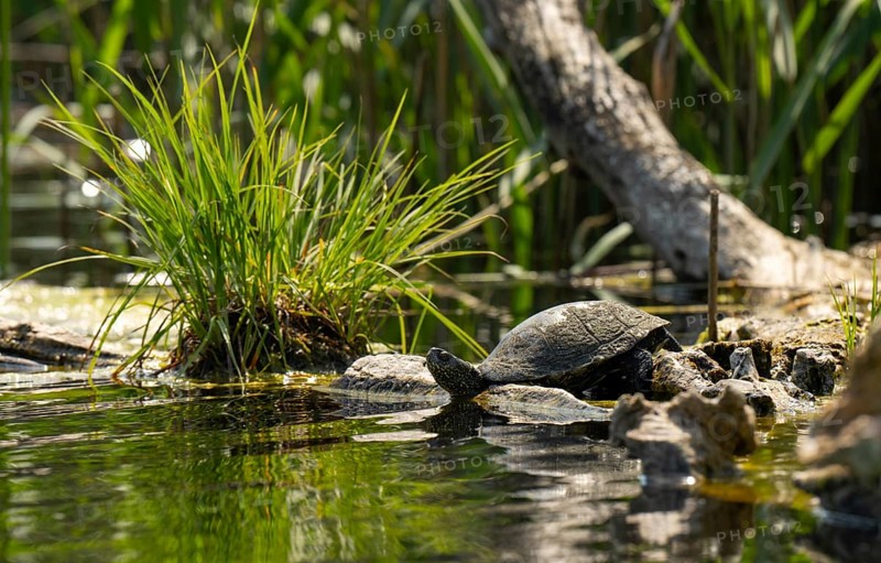 European pond turtle (Emys orbicularis), female, sunbathing, tree trunk, water, Lower Austria