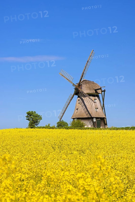 Farver Mühle, Farver windmill, smock mill in flowering rape field at Wangels, municipality in district Ostholstein, Schleswig-Holstein, Germany