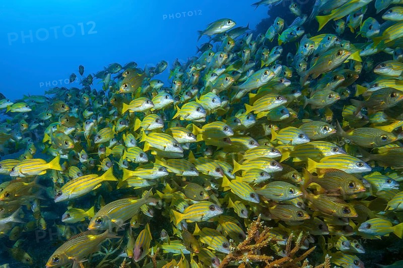 Large school of blue-striped snapper (Lutjanus kasmira), Indian Ocean, Maldives