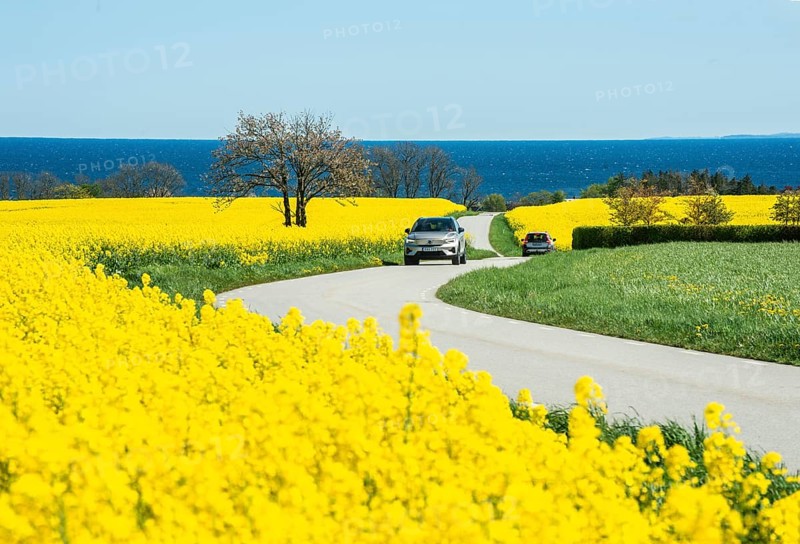 Traffic on curvy country road through blooming rapeseed fields and with the Baltic Sea behind at Brantevik, Simrishamn municipality, Skåne County, Sweden, Scandinavia
