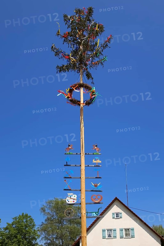 Maypole, customs, symbols of craftsmanship, tradition, decorated fir tree, wreath, ribbons, rear building with light blue shutters, Dapfen community centre, window, Gomadingen, Swabian Alb, Baden-Württemberg, Germany