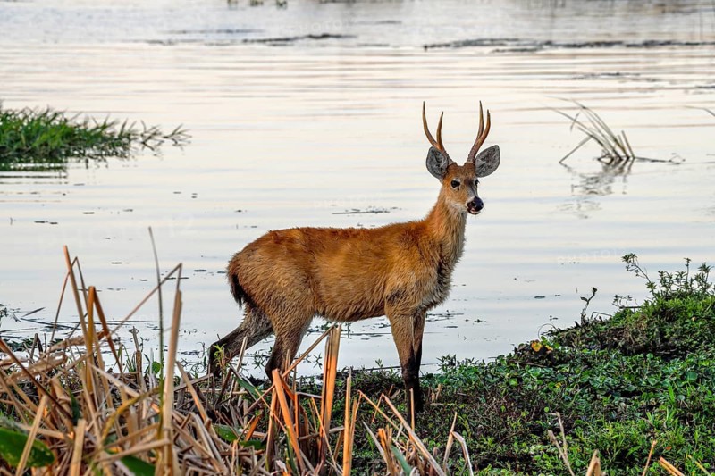 Pampas deer (Ozotoceros bezoarticus), male, in Colonia Carlos Pellegrini, Esteros del Iberá, Province of Corrientes, Argentina