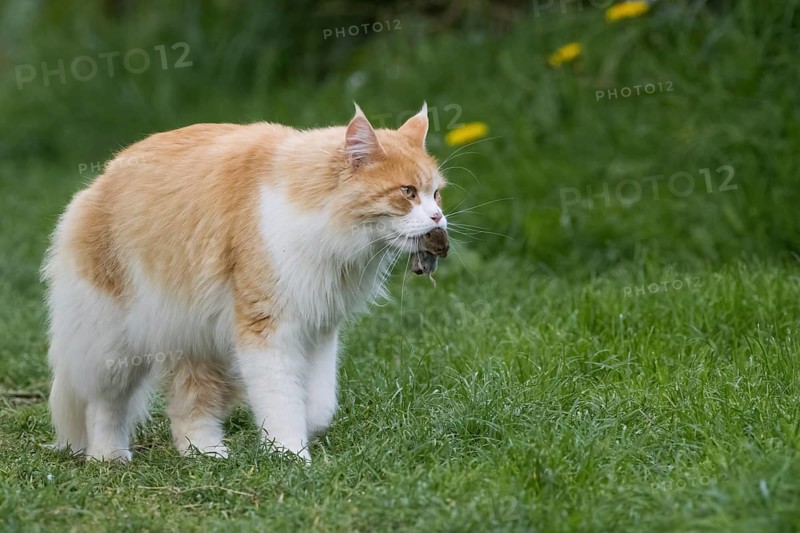 A long-haired orange and white domestic cat (Felis catus) carrying prey in its mouth and running through the grass, Hesse, Germany