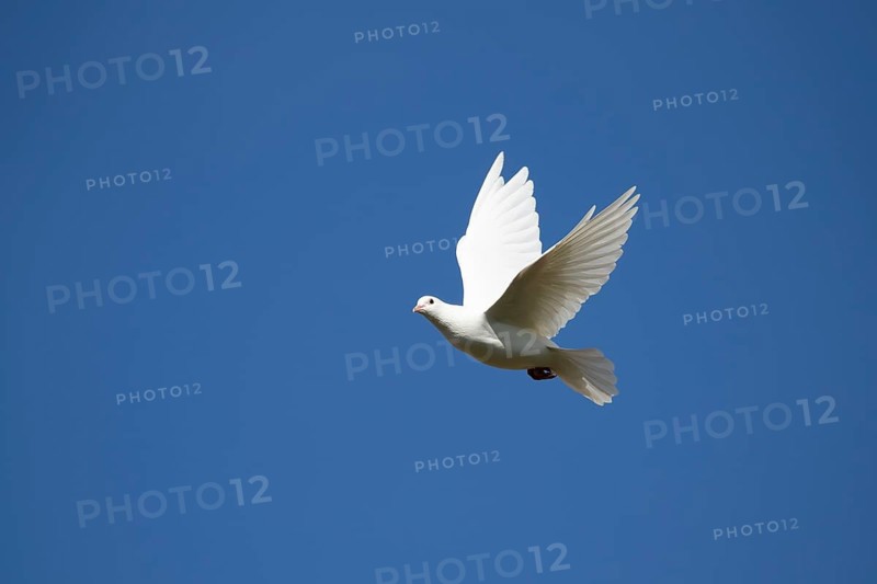 White or Release dove (Columba livia domestica) adult bird in flight, England, United Kingdom