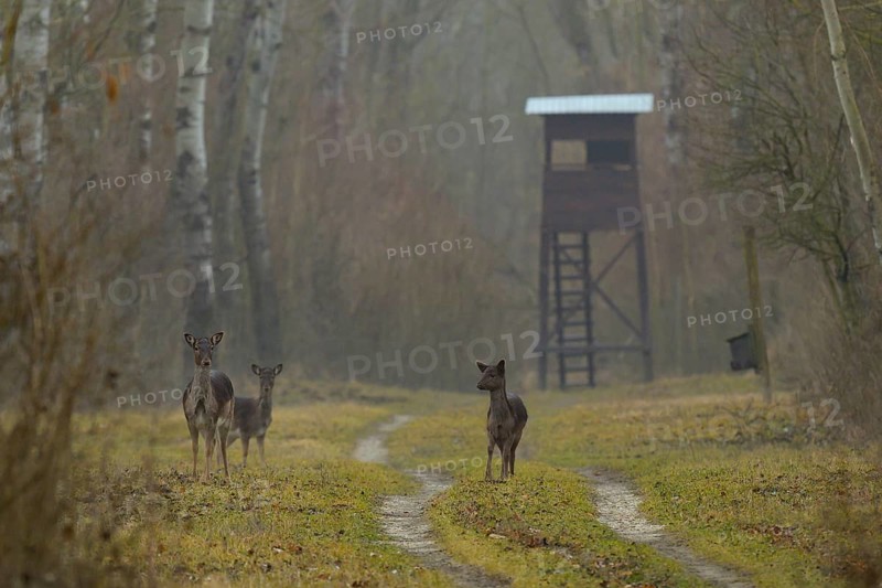 Fallow deer (Dama dama), standing, meadow, high stand, fog, Lower Austria