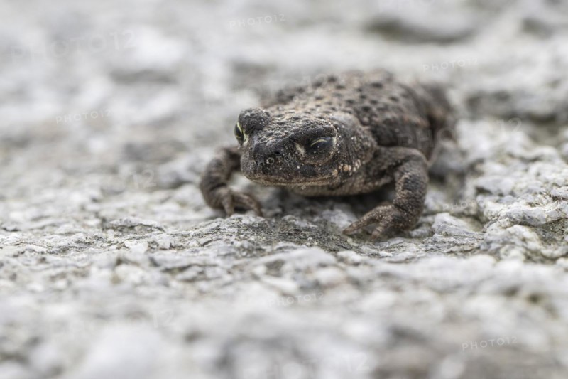 Natterjack toad (Bufo calamita), Emsland, Lower Saxony, Germany