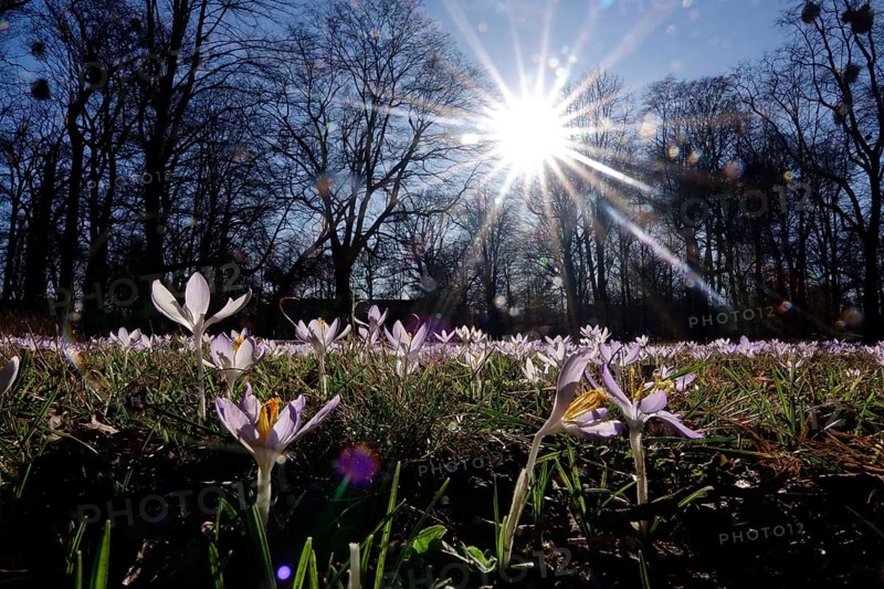 Crocus meadow with sun, early March, Germany