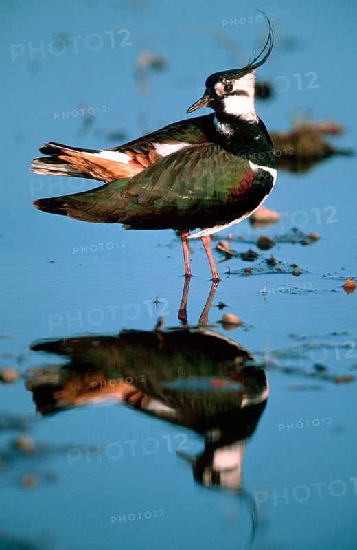 Lapwing, Austria, Northern lapwing (Vanellus vanellus), Lake Neusiedl National Park, Austria