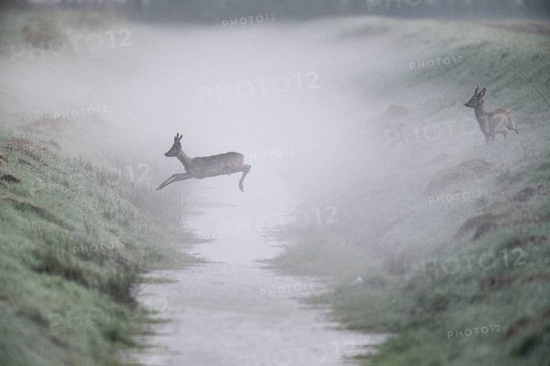 Roe deer (Capreolus capreolus), jumping over a ditch, Emsland, Lower Saxony, Germany