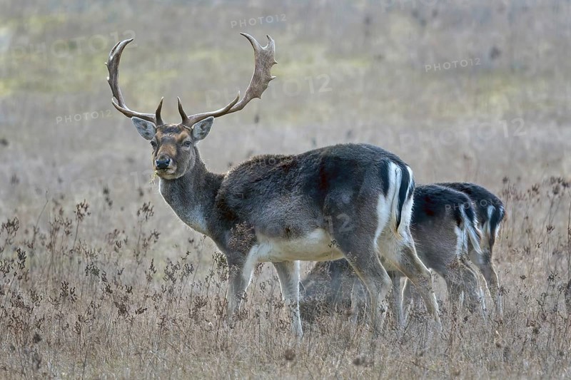 Fallow deer (Dama dama), in the hunter's language Damwil, deer, foraging in early winter, flowering strips, Middle Elbe Biosphere Reserve, Saxony-Anhalt