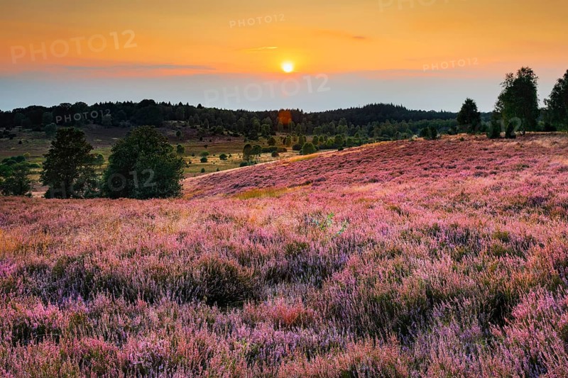 View from the Suhorn with a view of the Wümmeberg, Lüneburg Heath nature park Park at sunset, Lower Saxony, Germany