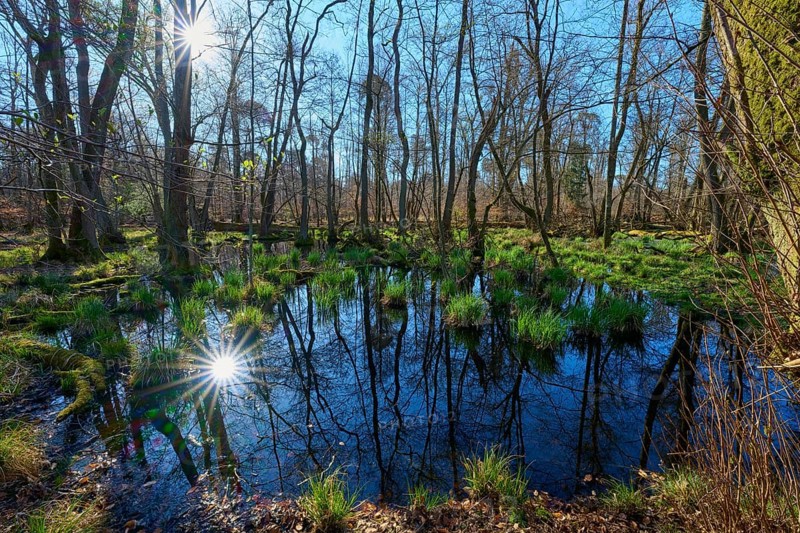 Water surface reflects the sunlight in a quiet alluvial forest area, spring, nature reserve Rote Lache by Wolfgang, Wolfgang, Hanau, Hesse, Germany