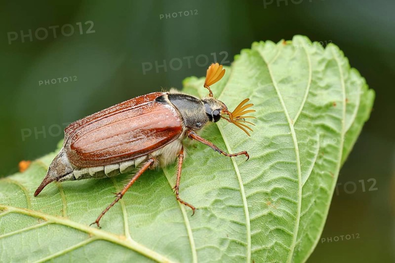 Wood cockchafer (Melolontha hippocastani), male, on a leaf of a horse chestnut (Aesculus hippocastanum), close-up, Wilnsdorf, North Rhine-Westphalia, Germany