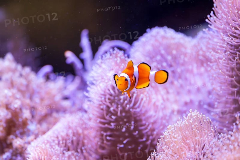Orange clownfish (Amphiprion percula) in a aquarium, captive, Germany
