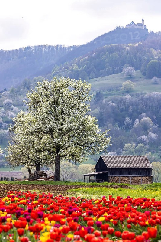 Tulip field for self-picking near Nabern on the Albtrauf of the Swabian Alb. Kirchheim unter Teck, Baden-Württemberg, Germany