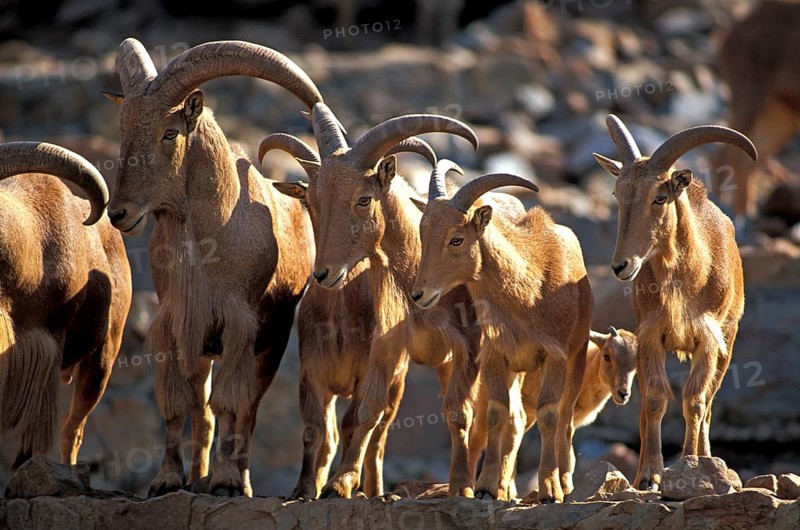 Barbary Sheep (Ammotragus lervia)