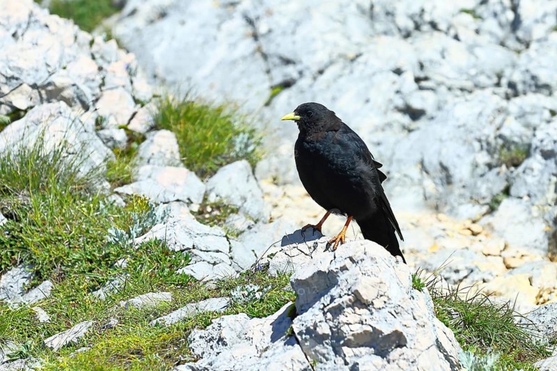 Alpine chough or yellow-billed chough (Pyrrhocorax graculus) on a grassy rock, Untersberg, Anif, Salzburger Land, Austria