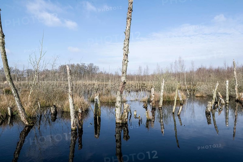 Dead birch trees (Betula pendula) in a moor, rewetting area, Emsland, Lower Saxony, Germany