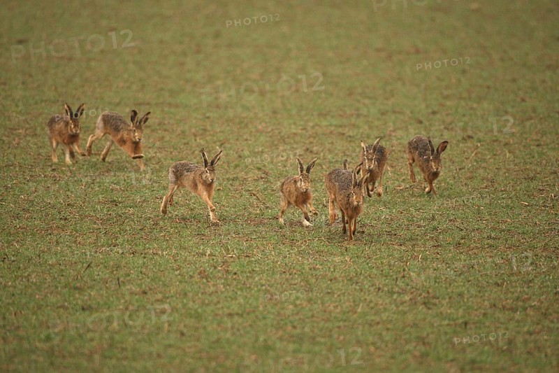 European hare (Lepus europaeus) mating season, seven males chasing a female hare across the field, Lower Austria, Austria, Lower Austria, Austria