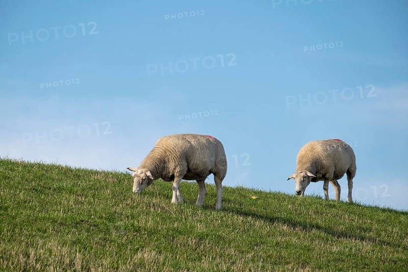 Sheep grazing on a dyke under a clear blue sky, Föhr, Nordfriesland, Schleswig-Holstein, Germany