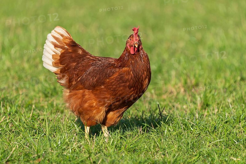 A brown chicken with white feathers looking head-on in the meadow, domestic chicken, Rhineland-Palatinate, Germany