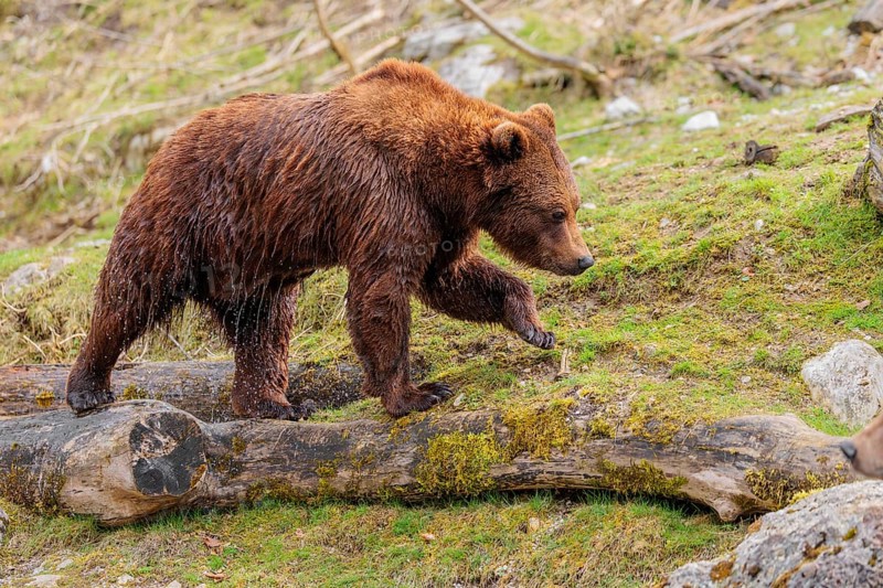 A young male brown bear (Ursus arctos arctos), soaked from bathing in a stream, runs over hilly terrain past rocks and rotting tree trunks