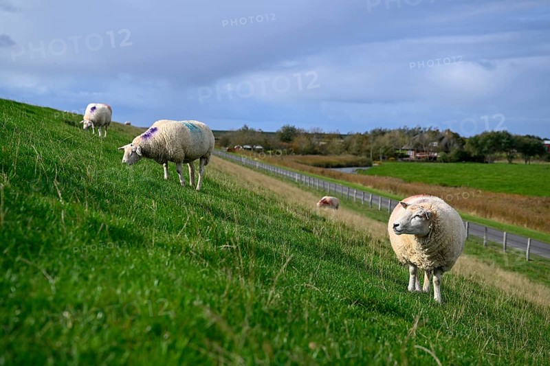 Sheep on a dyke, Pellworm Island, Schleswig-Holstein Wadden Sea National Park, North Frisia, Germany