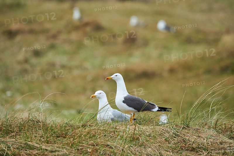 Yellow-legged gull (Larus michahellis) standing in the grass, Düne, Helgoland, Schleswig-Holstein, Germany