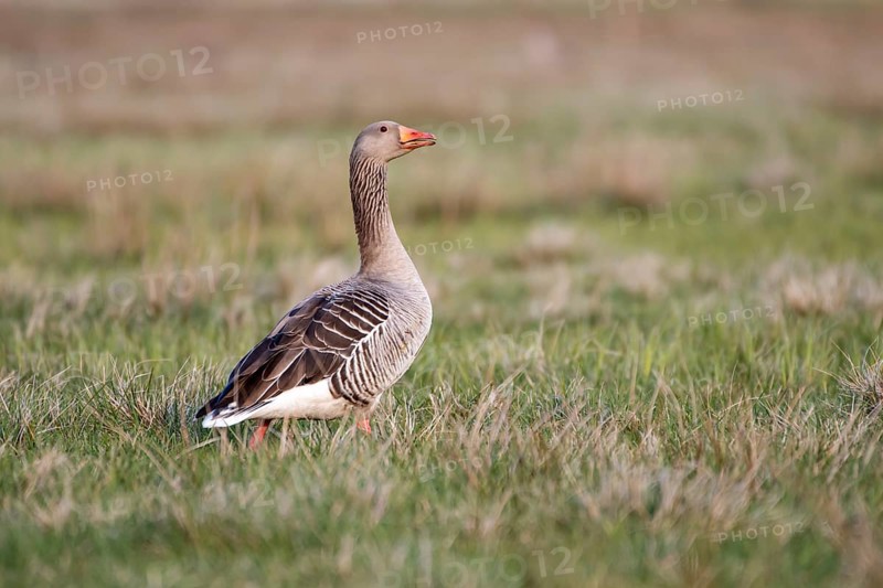 Greylag goose (Anser anser), Ochsenmoor, Dümmer, Lemförde, Lower Saxony, Germany