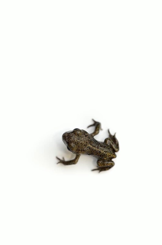 Natterjack toad (Bufo calamita) freshly metamorphosed, North Rhine-Westphalia, Germany