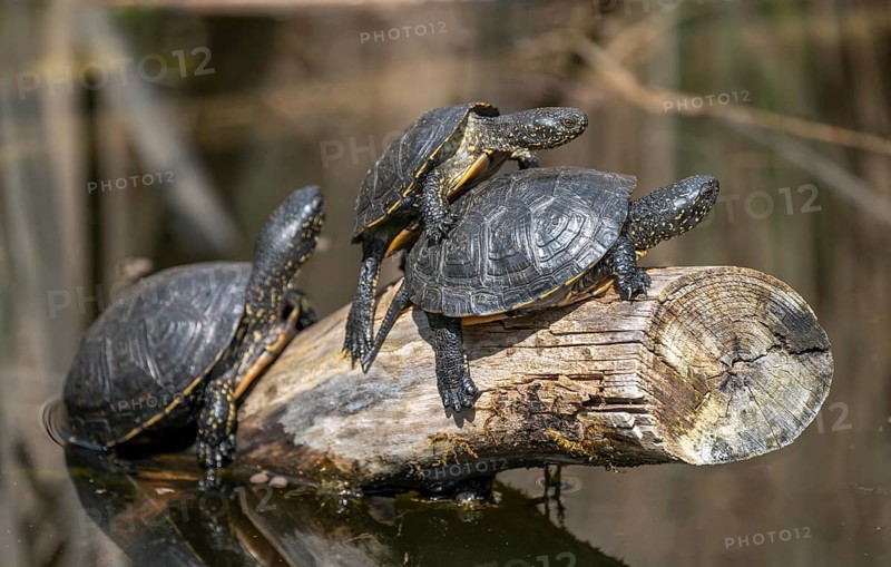 European pond turtles (Emys orbicularis), on a tree trunk, Germany