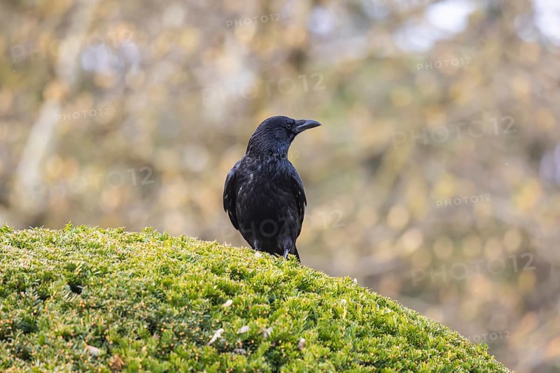 Crow, family of corvids (Corvidae) . Baden-Württemberg, Germany