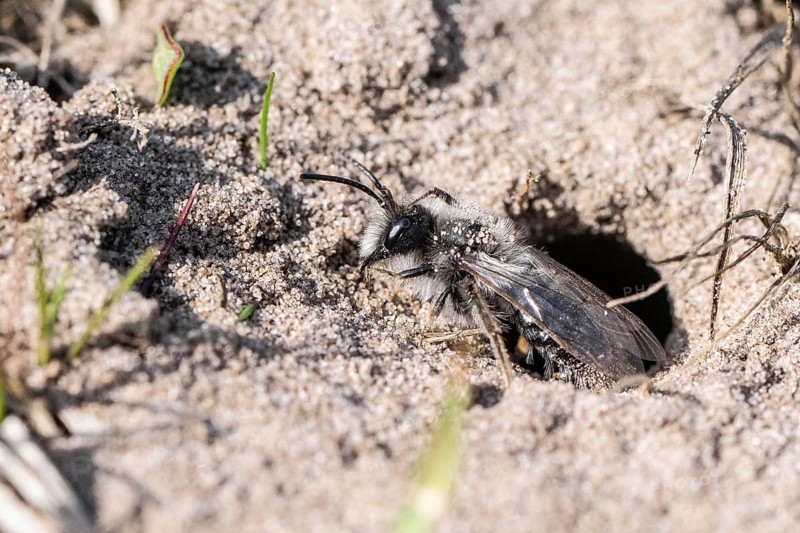 Ashy Mining Bee (Andrena cineraria), Emsland, Lower Saxony, Germany