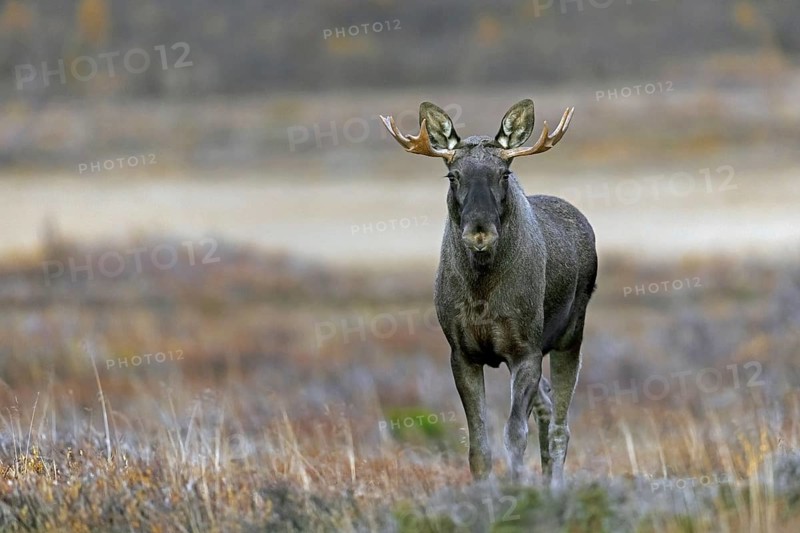 Moose, elk (Alces alces), adult bull, male foraging on the tundra in autumn, fall, Sweden, Scandinavia
