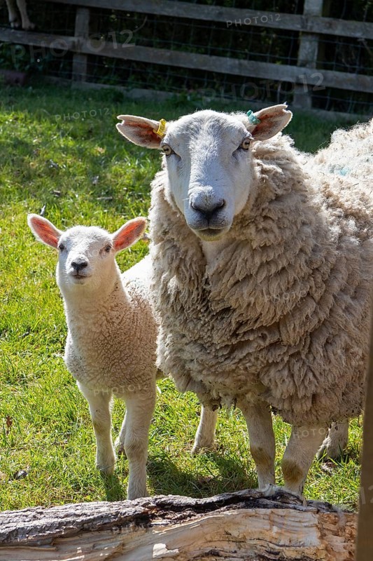 Sheep and lamb on pasture, Wilmcote, Warwickshire, England, Great Britain