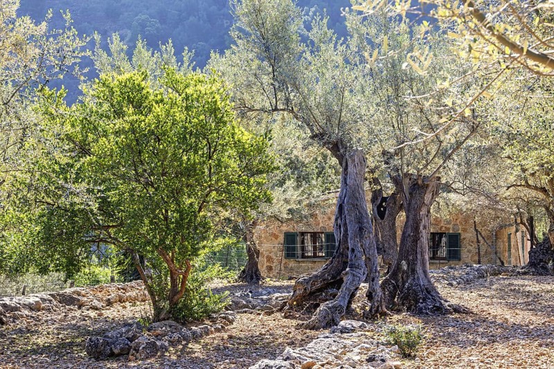 Olive farm with old olive trees in an orchard with an old stone house on the countryside a sunny summer day, Mallorca, Spain