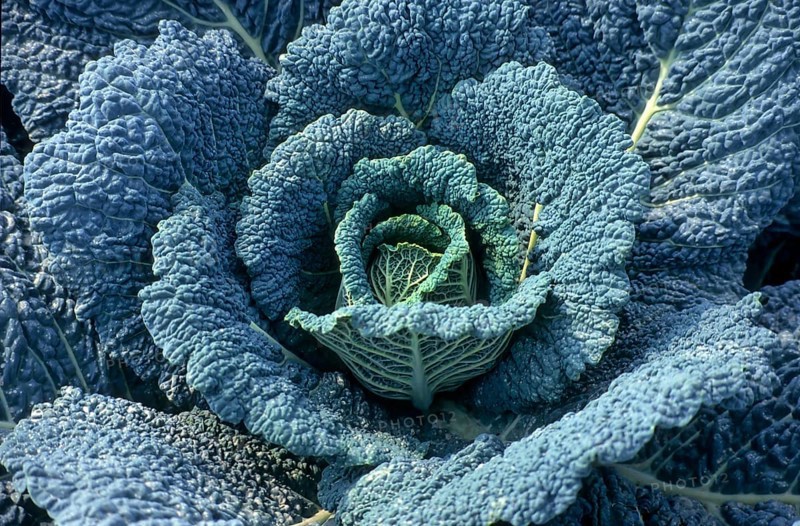 Savoy cabbage, vegetable cabbage (Brassica oleracea)