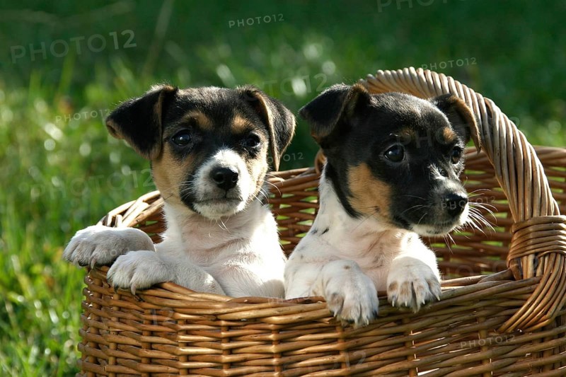 Jack Russell Terrier