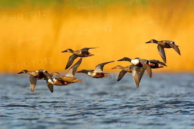 A group of northern shovelers in flight