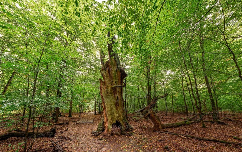 Fire stump, dead tree trunk in the Sababurg primeval forest, Reinhardswald estate district, Hofgeismar, Hesse, Germany