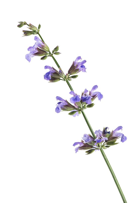 Sage (Salvia officinalis), blossoming plant, artistic closeup of purple flowers., isolated on white