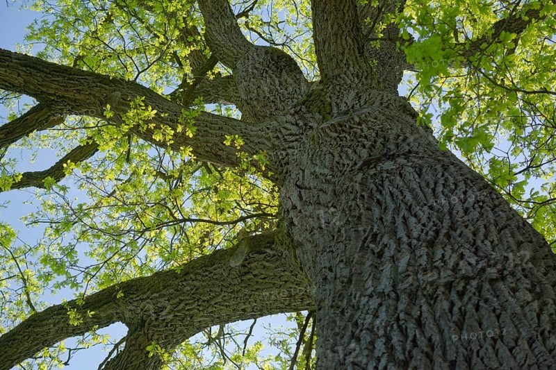 Leaf development on oak (Quercus), spring, April, deciduous tree, tree, Swabian-Franconian Forest nature park Park, Schwäbisch Hall, Hohenlohe, Germany