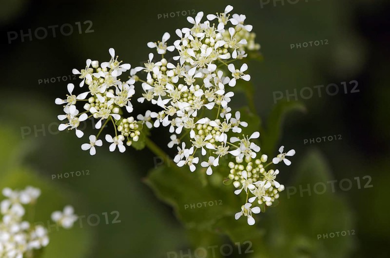 Hot whitetop (Cardaria draba), North Rhine-Westphalia, Germany