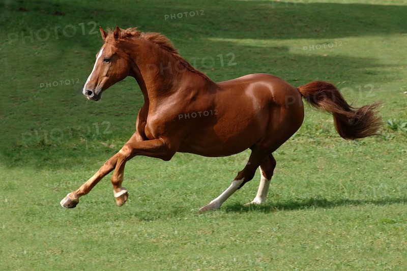 Hanoverian at a gallop
