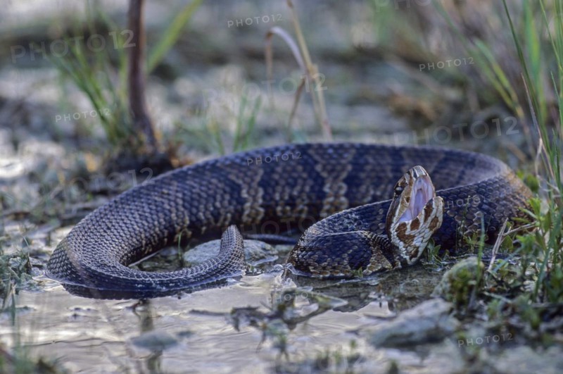 Water moccasin otter needs standing water of all kinds as habitat (Water moccasin snake), Water Moccasin is the most aquatic species of the genus Agkistrodon (Florida-Cottonmouth) (Swamp Moccasin), Agkistrodon piscivorus (conanti)