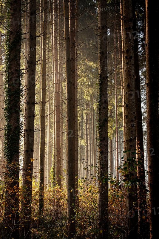 Sun-drenched forest in the mist with tall trees and a peaceful atmosphere, Nicklheim, Bavaria, Germany