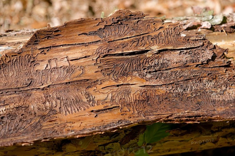 Bark beetle, beetle infestation, natural disaster, tree mortality, forest dieback, climate change, climate impact, Swabian-Franconian Forest nature park Park, Oberrot, Germany
