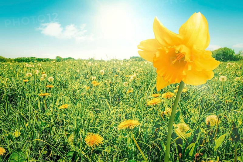 Yellow daffodil flower on a green meadow
